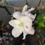 flowers on apple tree
