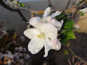flowers on apple tree