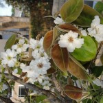 flowers on pear tree