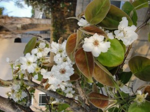 flowers on pear tree