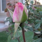pink and white rose bud
