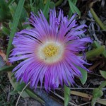 purple flower shaped like sunburst
