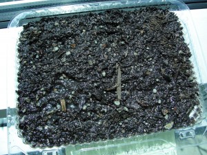 seed paper buried in thin layer of soil