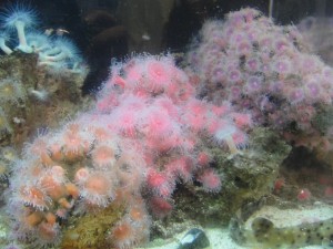 neon orange, pink, and purple sea anemone