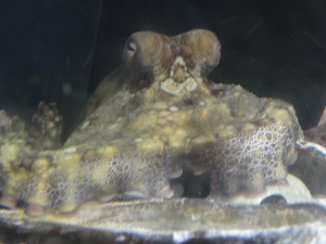 octopus trying to hide