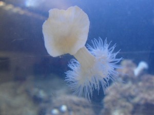 underside of anemone stuck to glass