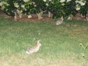 bunny rabbits on the UCI campus