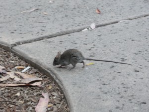 little field mouse running along sidewalk