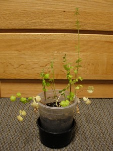 full cilantro plant
