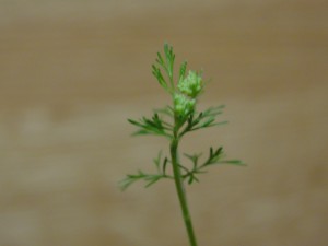 little cilantro buds about to bloom