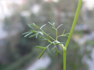 thin little cilantro leaves