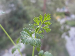 cilantro leaves taking form