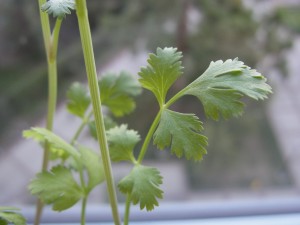 full-grown cilantro leaves