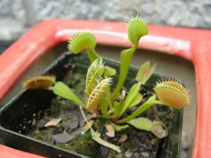 cluster of venus flytraps