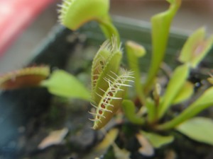 closeup of venus flytrap claws