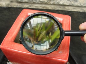 looking at venus flytraps through magnifying glass