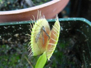 venus flytrap with a mosquito