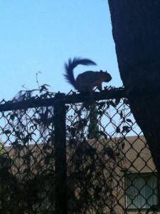 squirrel climbing along top of fence
