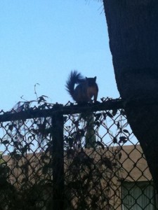 squirrel pauses to stare while climbing on top of fence