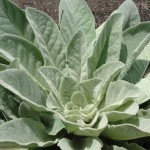 fuzzy lettuce-looking plant