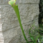 a carnivorous plant resembling a vase