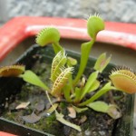 cluster of venus flytraps