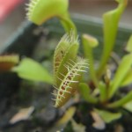 closeup of claws of venus flytrap