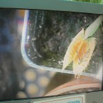 venus flytrap viewed on screen