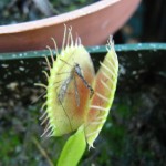 venus flytrap with bug inside