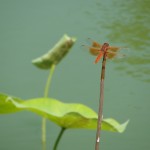 dragonfly perched at end of stick