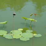 dead lotus seeds on stem next to dragonfly