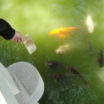 attracting koi with what they thought was food