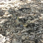 closeup of ducklings