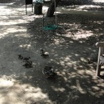 ducks on family outing