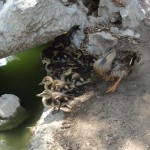 momma duck herds ducklings back to water