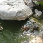 ducklings plopping into water