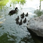 duck family swims off into lake