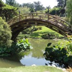 bridge with high arch in japanese garden
