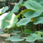 dragonfly flying past cluster of lotus leaves