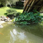 dragonfly and koi fish at pond in japanese garden