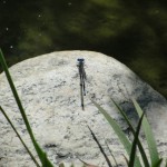 small blue dragonfly with hammer head