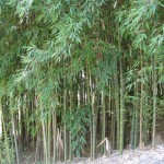 bamboo stalks growing densely