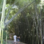 couple wandering into pathway lined with bamboo