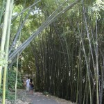 couple deep in bamboo forest