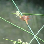 closeup of red dragonfly