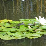 turtles on lily pads