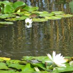 one turtle swims away from lily pad as other follows