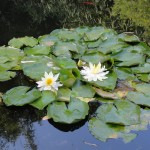 cluster of lily pads