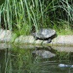 turtle sunbathing on edge of water