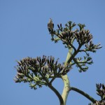 a bird perches high above us on the cactus tree